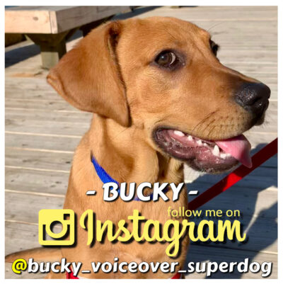 Bucky Voiceover Superdog audioconnell Peter K. O'Connell