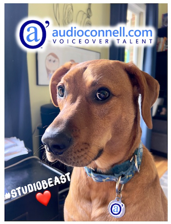 audio'connell Voiceover Talent - Bucky The Voiceover Superdog #studiobeast